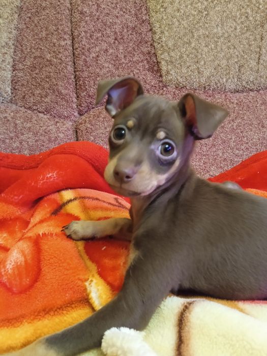 Дівчинка той-терєр.