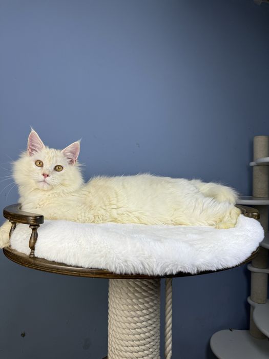 Котёнок мейн-кун мальчик 6 месяца редкий окрас