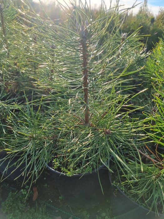 Sosna czarna doniczka 2l