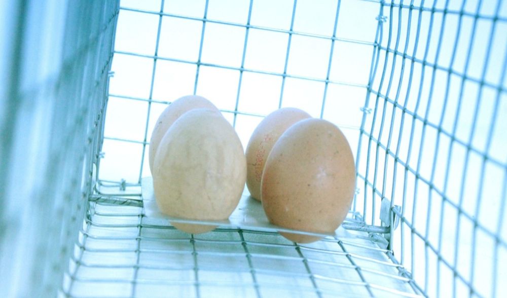 Transporter dla zwierząt