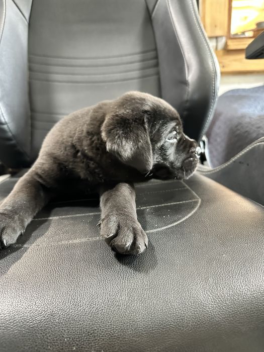 Чорний Барні – унікальний щеня Cane Corso, 1,5місяць, чисто чорний