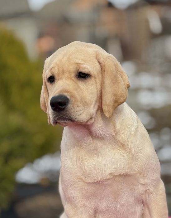 Щенки лабрадора ретривера!