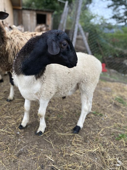 Продаються крос-дорпери