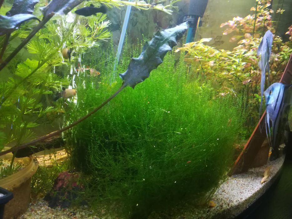 Mech flame moss duża kepa