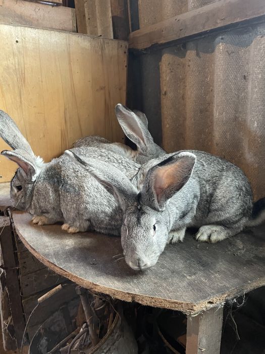 Кролиці Шиншили, вік 5 місяців
