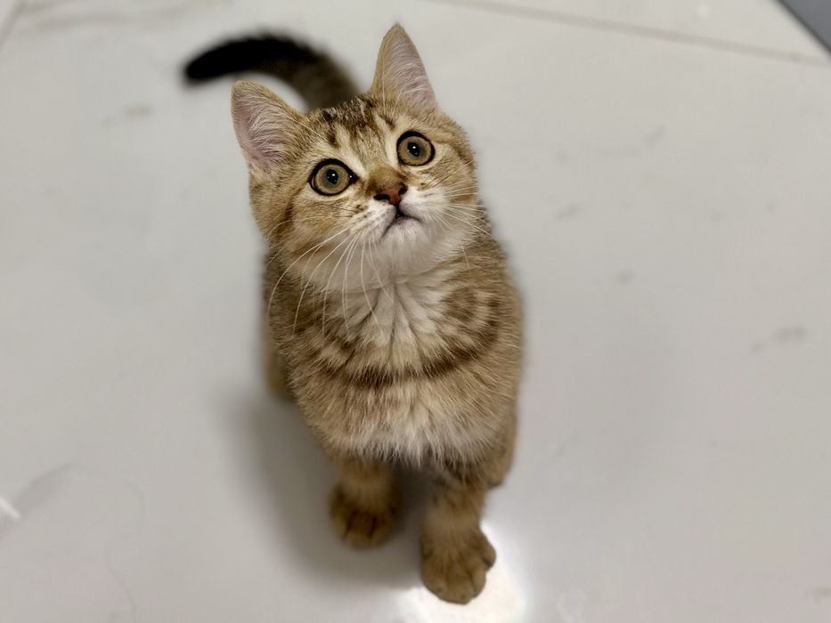 Шотландське кошеня золота шиншила .