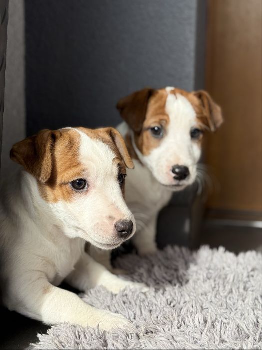 Jack Russell Terrier gotowe do odbioru