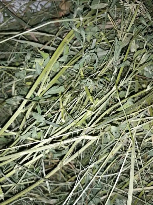 Сіно з люцерною для шиншил та кроликів