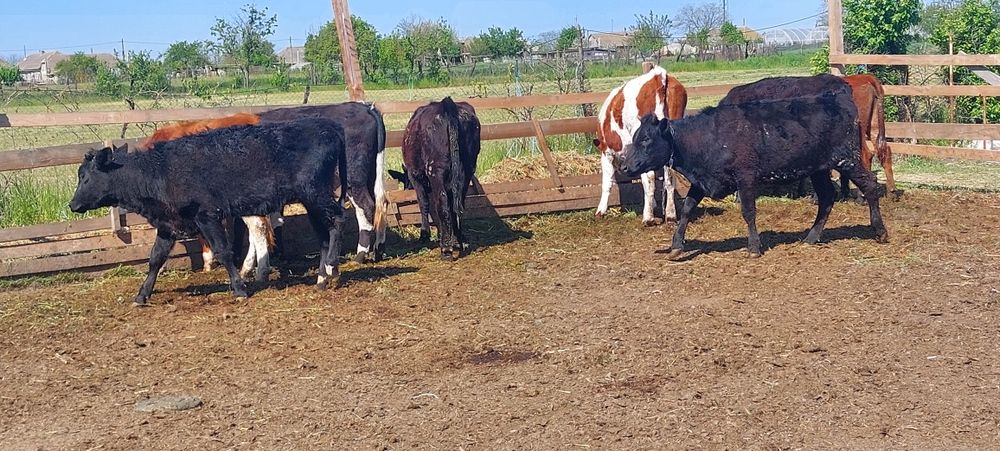 Продам молодое стадо тельных коров и тёлок.