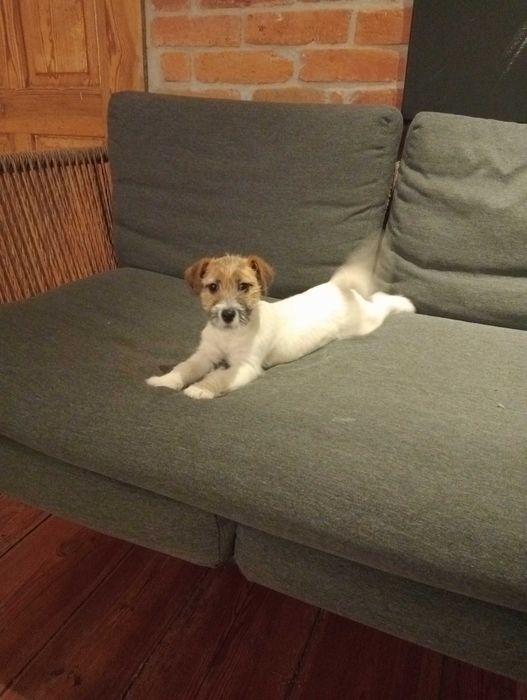 Jack RussellTerrier suczka