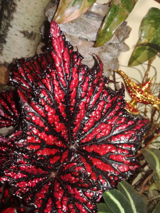 Begonia NoID Red Spider Black Web potwór TOTALNY UNIKAT Monstera