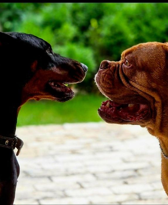 Бордоскій дог вязка