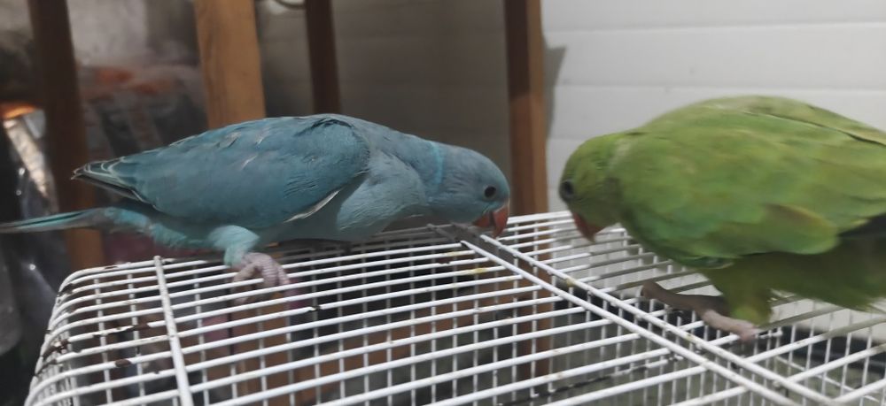 2Ring necks machos mansinhos