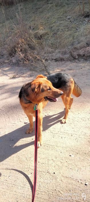 Bandi do adopcji