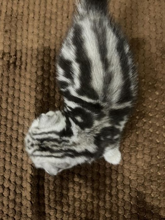 Шотландські малюки