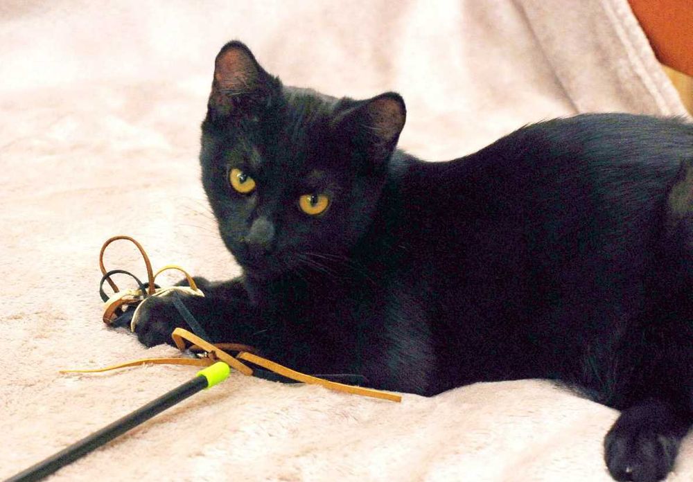 Гарний грайливий котик Франциско чекає на кото-батьків (4 міс.). Кот