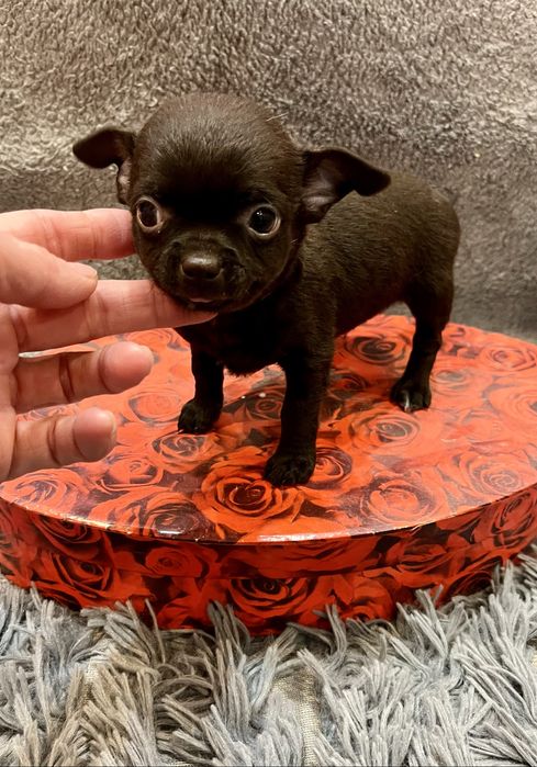 Супер шоколадный чихуа,хлопчик мини чихуахуа