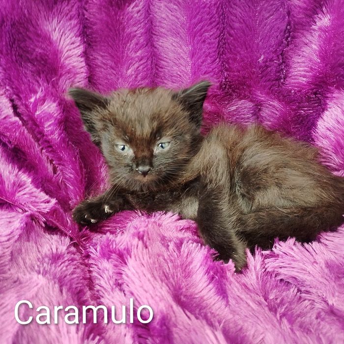 Gatinhos para adoção responsável