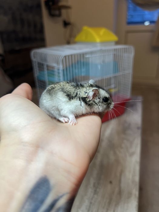 Джунгарський хомʼяк (джунгарик)