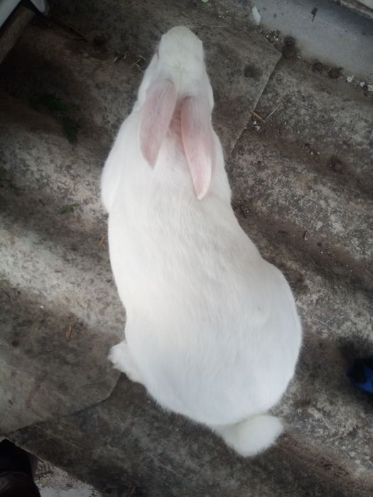 Термонська біла самці