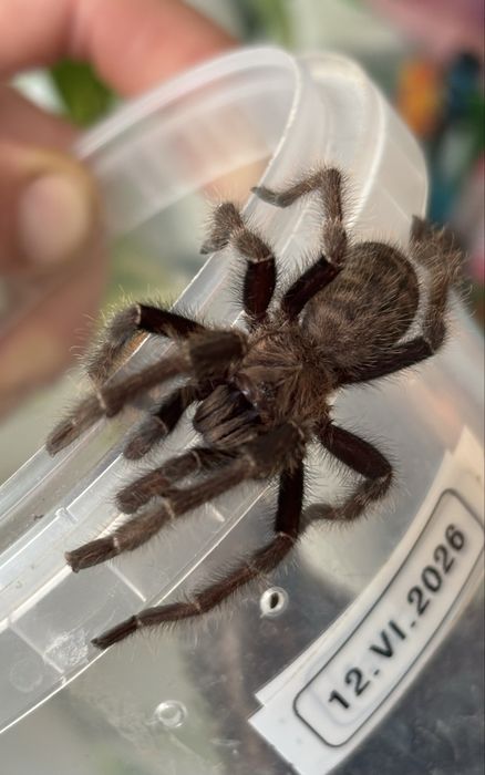 Ornithoctoninae sp. Ho Chi Minh dorosly samiec