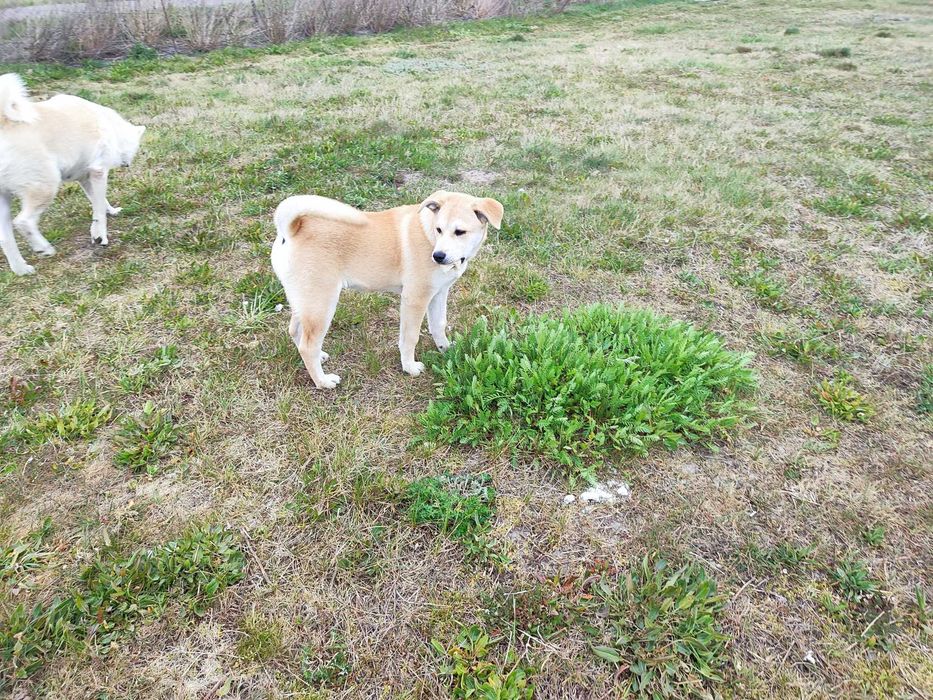 Luna, hybryda Akita inu + labrador