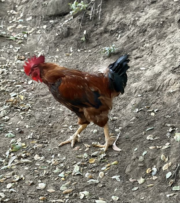 Galo reprotudor