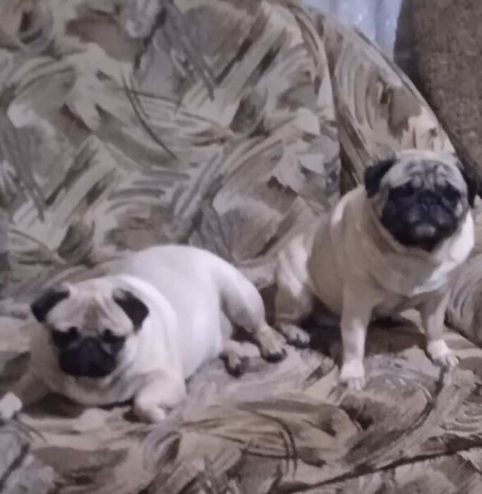 Мопсята з документами від заводчика