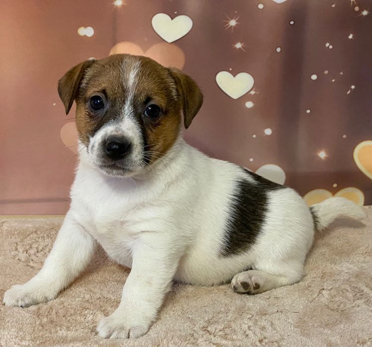 Jack Ruusell Terrier dziewczynka HERA