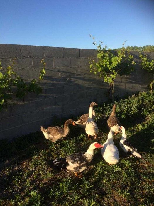 Patos Gansos Fêmeas