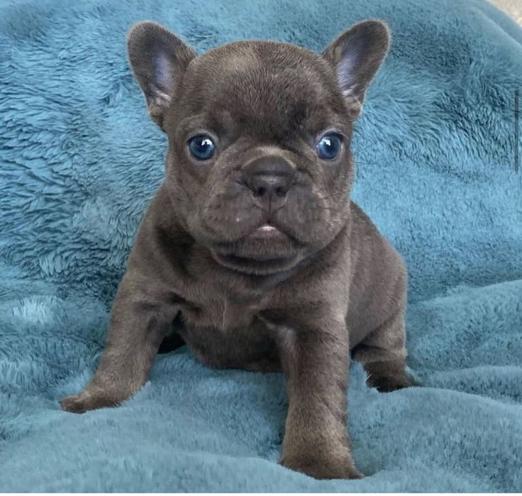 Блакитний.  Малиш .