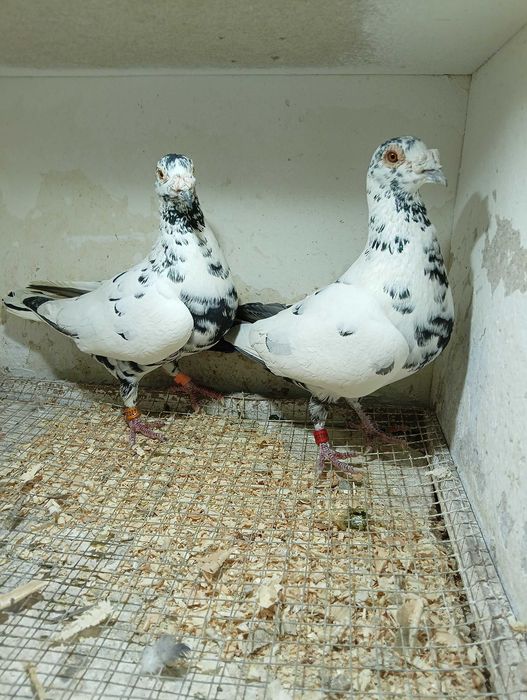 Gołębie pocztowe. Pakiet nr.1 DV