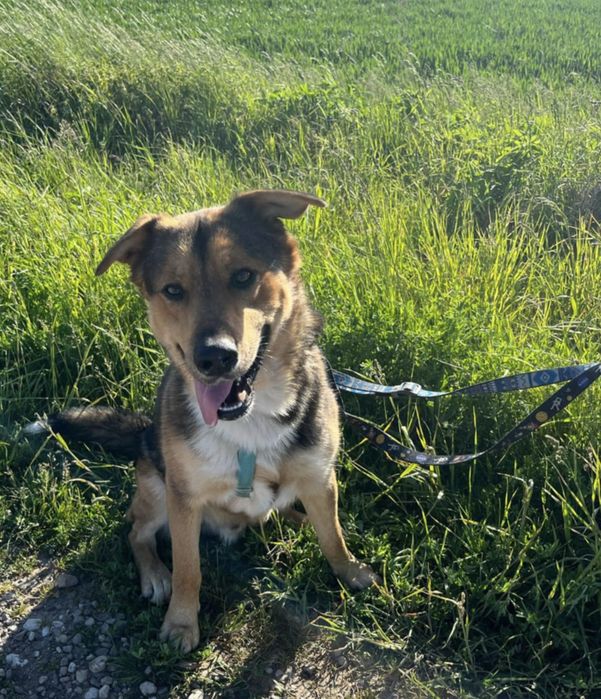 Dostojny Kajko do adopcji