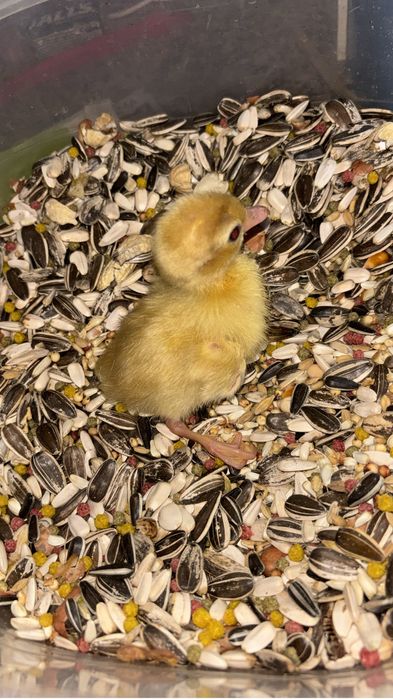 Patos ornamemtais bebes