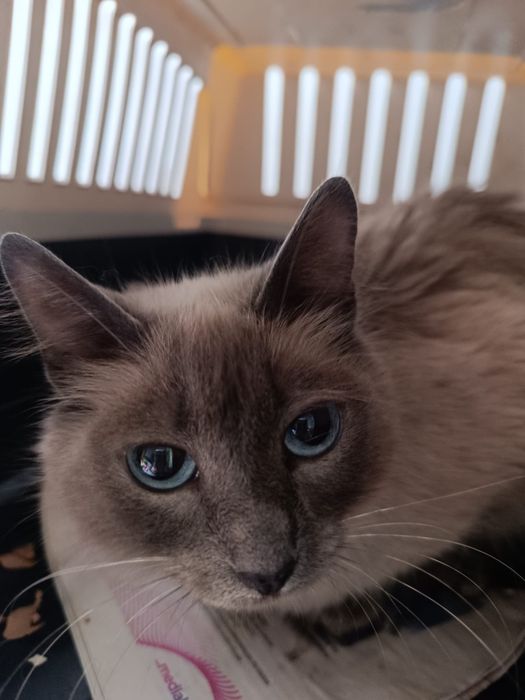 Gatinhas bebe esterilizadas para adoçao