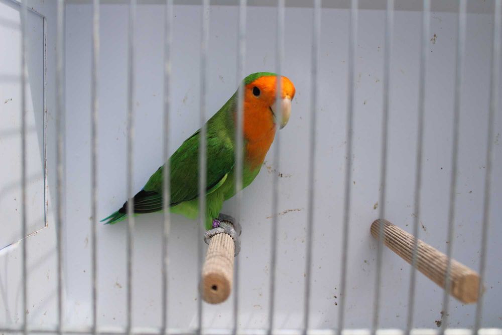 Agapornis roseicollis longfeather