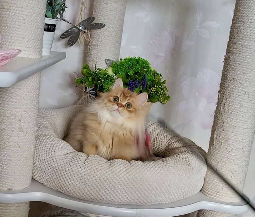 Дівчинка золота шиншила ny12