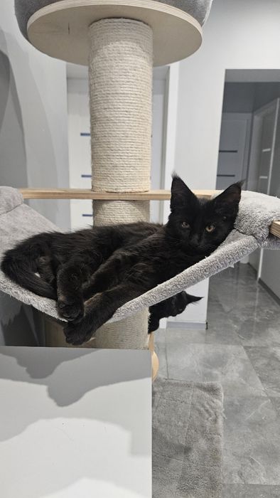 Duży kocurek Maine Coon -"Cukierek"