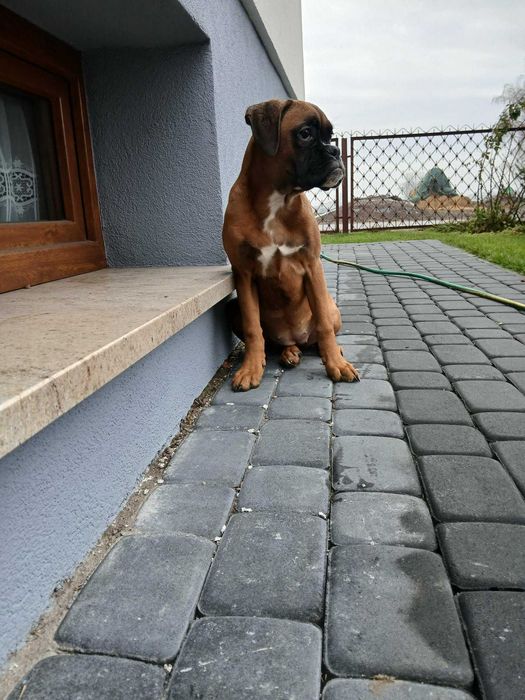 Bokser suczka 4 miesiące