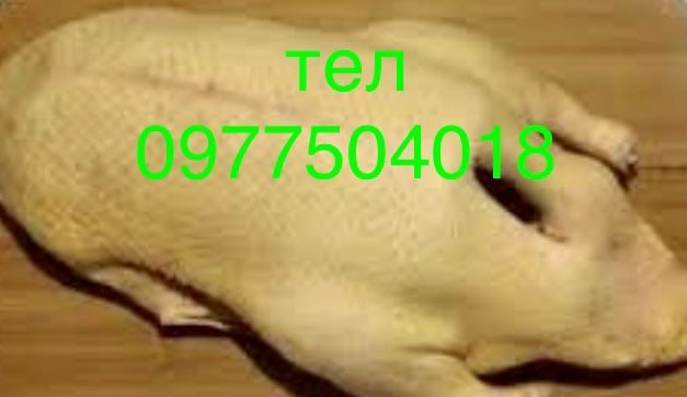 Продамо качки тушки різні
