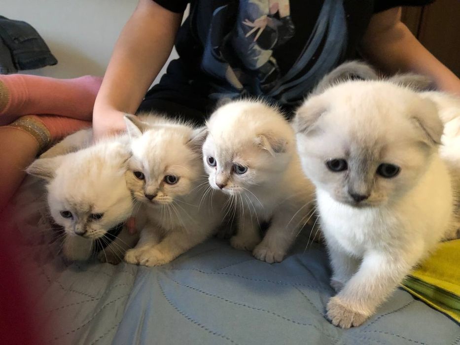Кот МАРСЕЛЬ! Неметящая линия!!!