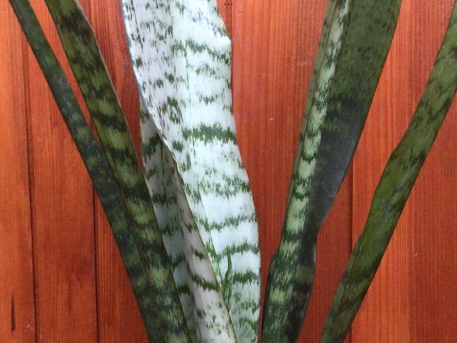 Квітка сансевієрія -щучий хвіст, тещин язик, індійський меч…