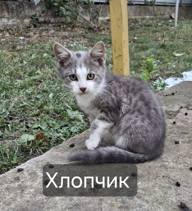 Відам в добрі руки