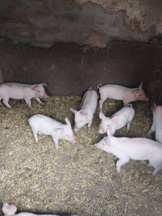 продам малих поросят