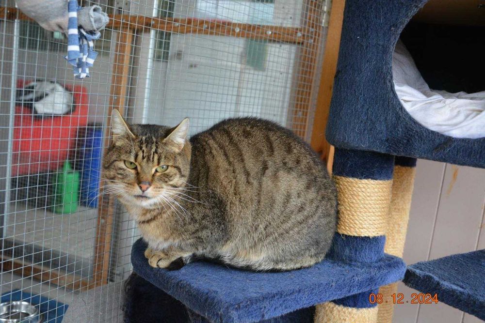 Brit – cichy obserwator i wierny towarzysz