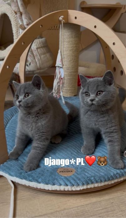 Odbiór styczeń  po utytulowanych przodkach kocurek brytyjski niebieski