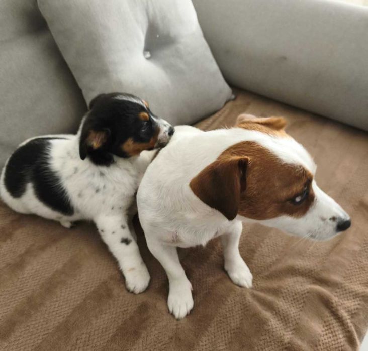 Собака Джек Рассел