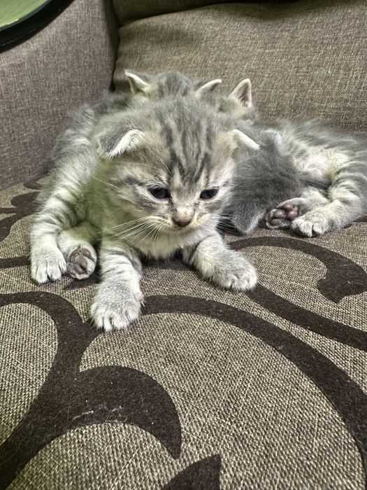 Котики! Сірі кошенята