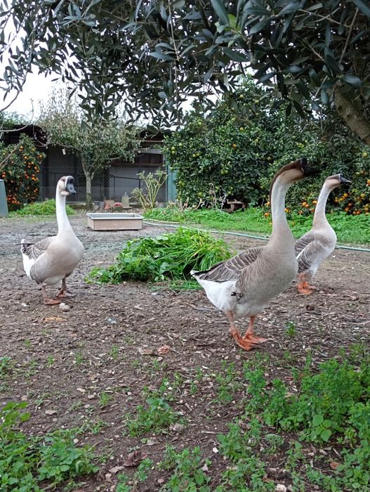 Vendo Gansos Guiné
