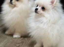 В*язка померанський шпіц